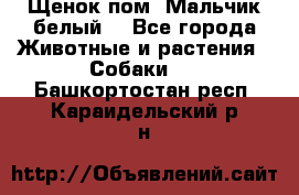 Щенок пом. Мальчик белый  - Все города Животные и растения » Собаки   . Башкортостан респ.,Караидельский р-н